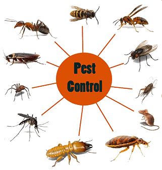 Pest Control Bugs